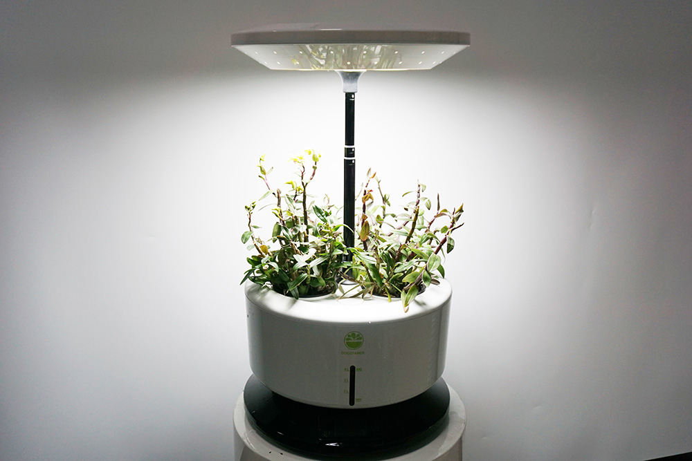 铁皮石斛的水培方法,铁皮石斛水培方法