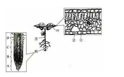 七年级上册生物期末试卷2021安徽,七年级生物人教版期末试卷带答案