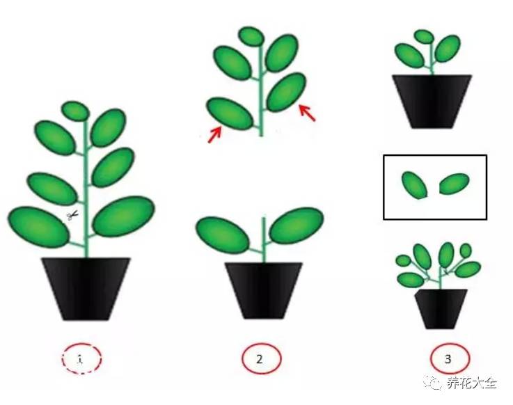 光照条件不好适合养什么花,花养不好是家里气场不好吗