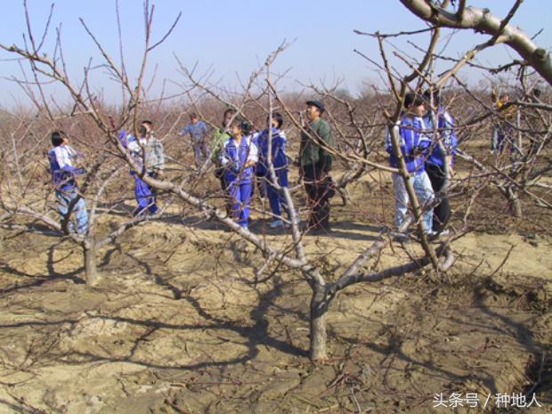 一年生小桃树修剪,桃树怎么修剪树枝