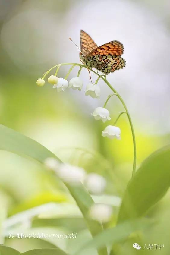 新年赏国花,世界各地最美的国花