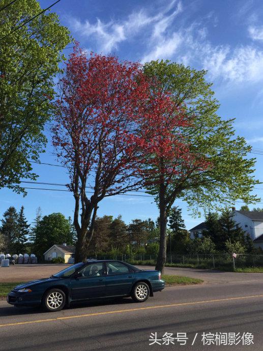鐖卞痉鍗庣帇瀛愬矝鏈夋病鏈夊畨濡繖涓汉,缁垮北澧欑殑瀹夊Ξ鐖卞痉鍗庣帇瀛愬矝