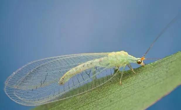 看昆虫各式“大嘴”如何吞天吞地~