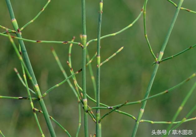 野生接骨草的作用,骨节草可以吃吗