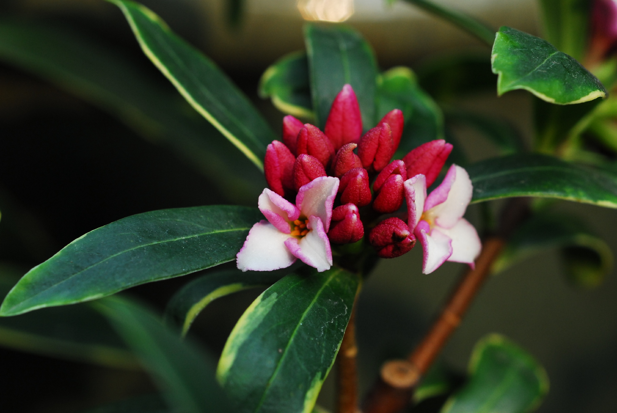 30种小植物,有大作用却很少有人知道的植物