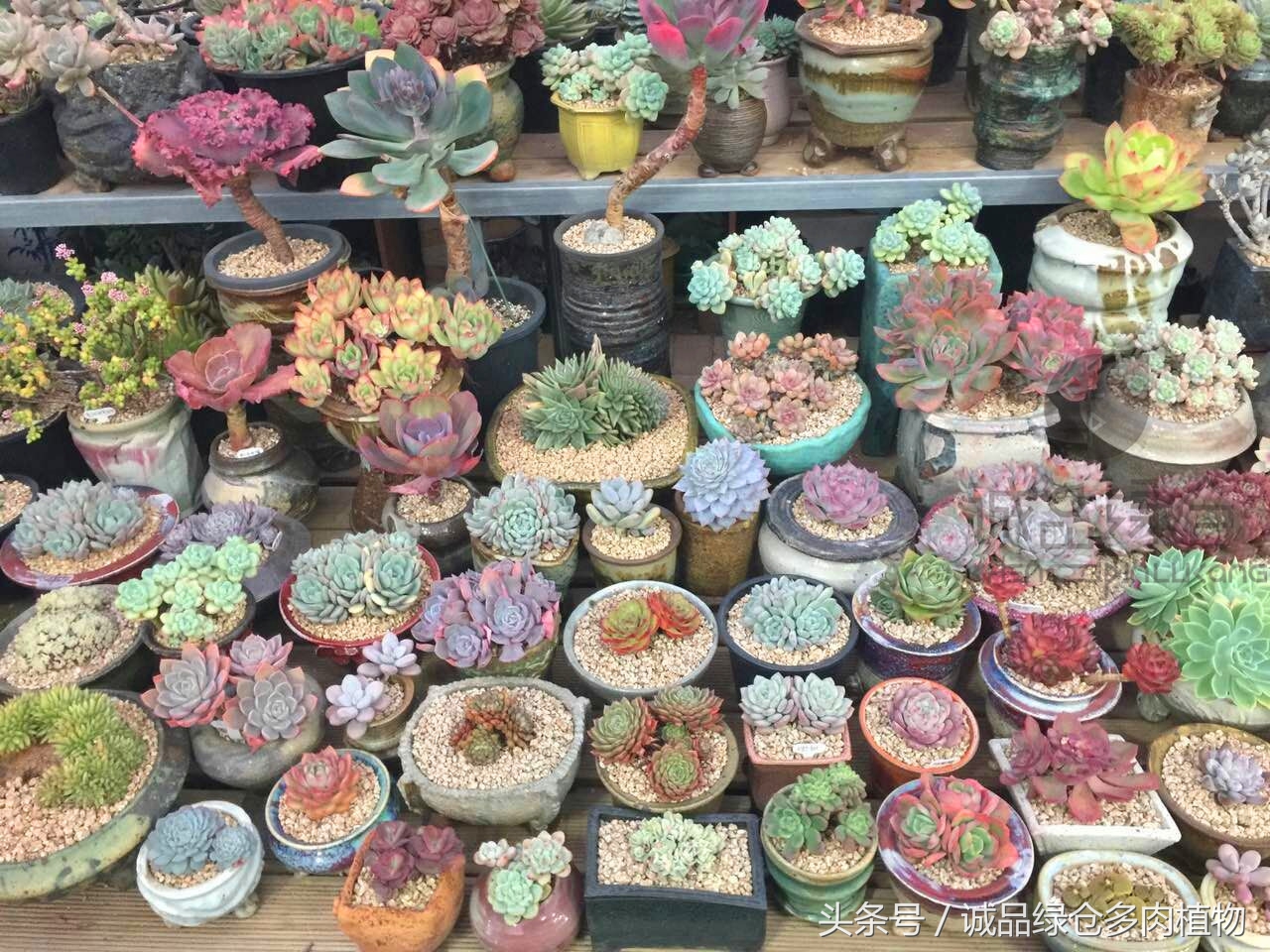 韩国正品直邮到手,韩国直邮多肉开箱