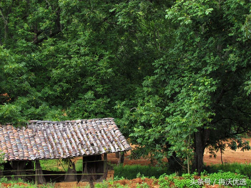 浙江临安山核桃,浙江临安笋干山核桃