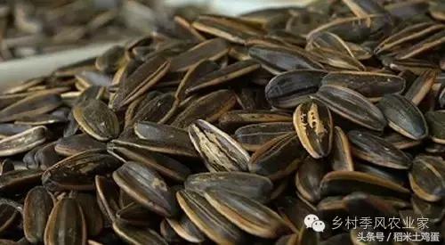 香甜可口的瓜子,年味不一样的滋味