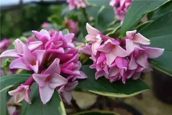 中国各大城市的市花分别是什么,吉林省省会长春市市花是什么