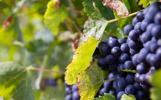 葡萄酒有什么功效与作用,干白葡萄酒的功效和作用