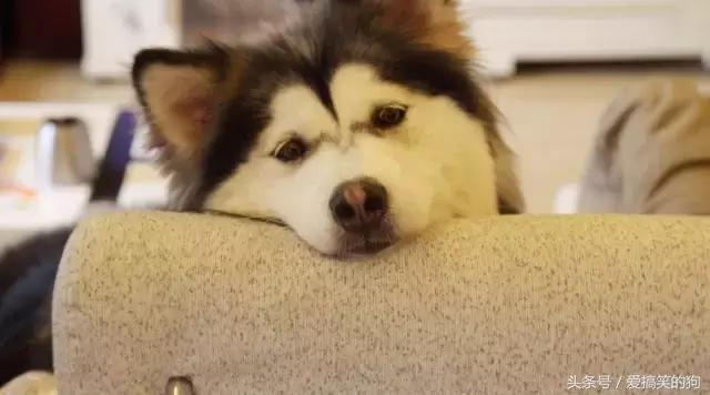 狗狗产后10天还有红色恶露排出,狗狗产后恶露什么样的