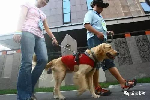长沙市民对导盲犬的了解视频,你了解导盲犬可以出现在哪里吗