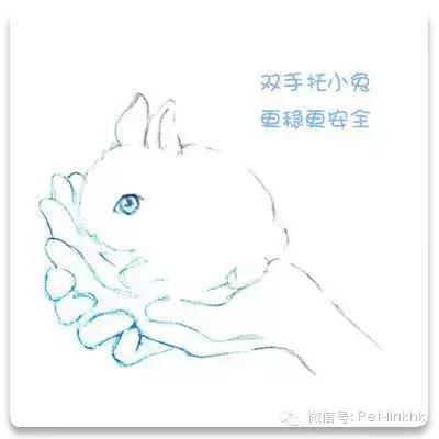 如何让兔兔躺在你怀里,如何让兔兔愿意让你抱