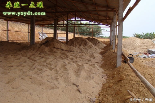 发酵床养鸡技术大全,发酵床养鸡的7大方法