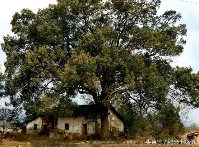 香甜可口的瓜子,年味不一样的滋味