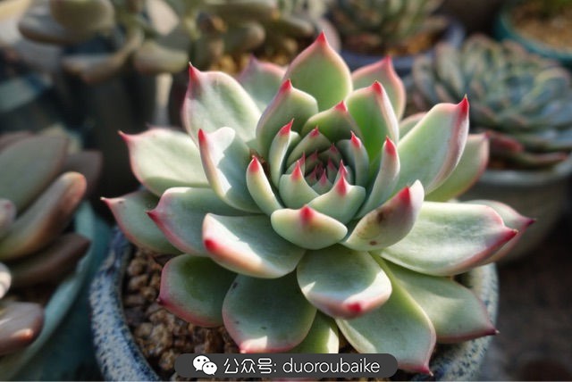 新手种植多肉植物教程,爱生活爱养花花卉绿植养护小知识