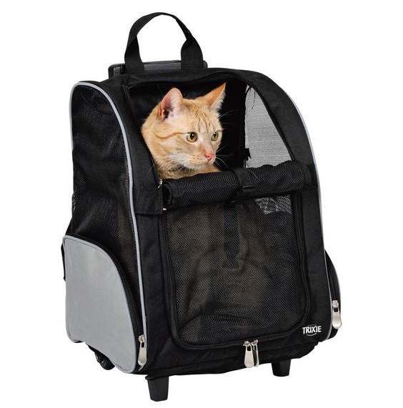 第一次遛猫怎么才能让猫咪不害怕,猫怎么遛才正确