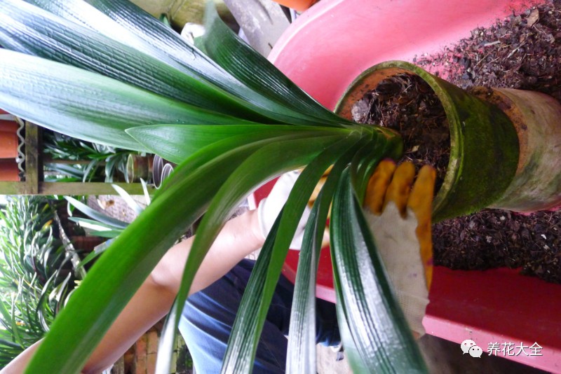 别人家的君子兰,君子兰没长出来就开花了怎么回事