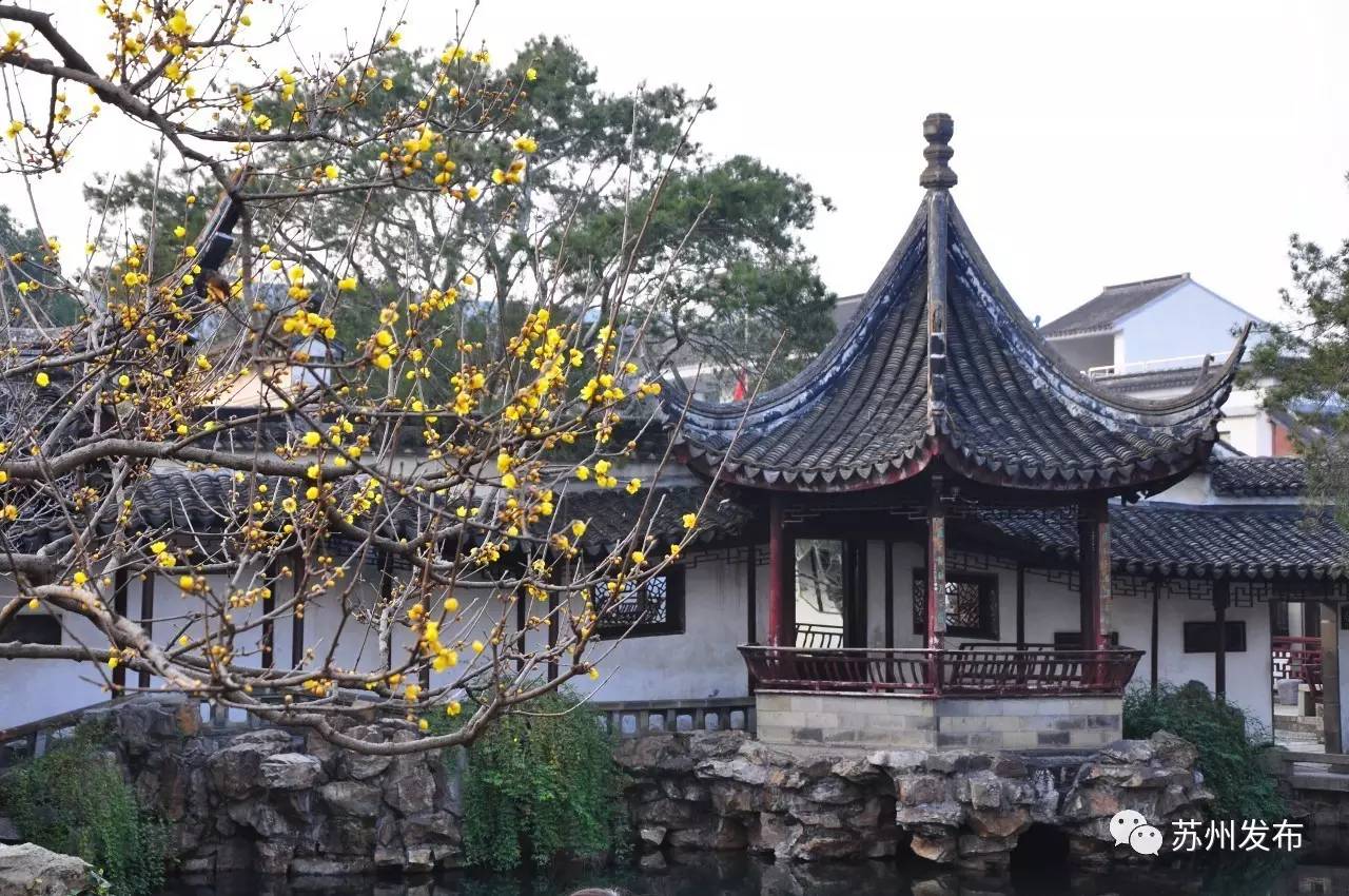 网师园里访腊梅:香密染成宫样黄……