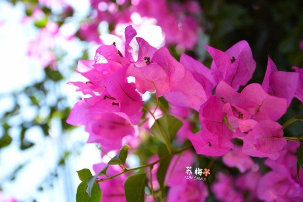 难忘蜜月结局,苏梅岛蜜月旅行