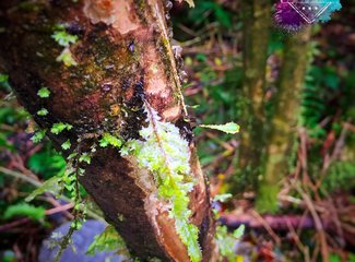 「2016.10RaesTriptoNewZealand」11日初次南半球之纽西兰