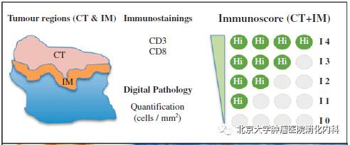 结肠癌新辅助治疗有效率,结肠癌辅助治疗