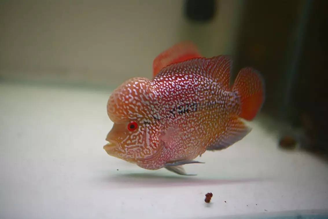 罗汉鱼被压制怎么办,罗汉鱼压苗是什么意思