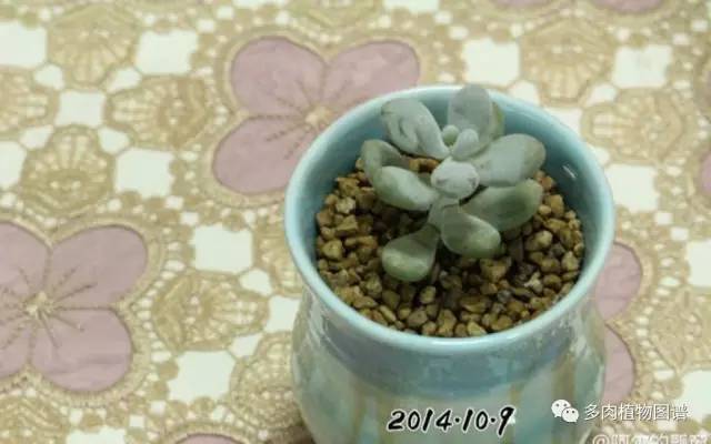 桃美人奶酪老桩多肉,桃美人可以养成绿色的吗