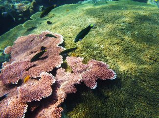 热浪岛当地旅游团,热浪岛浪中岛双岛游