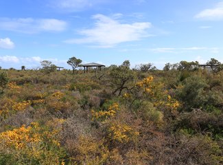 西澳珊瑚海岸3700公里自驾：卡尔巴里-猴子米娅-珊瑚湾-宁加洛珊瑚礁！