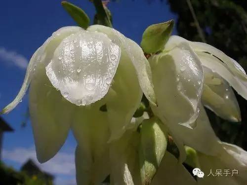 涓浗鍥借姳澶ц祻鍥剧墖,鍥借姳澶ц祻浜氭床鍥剧墖