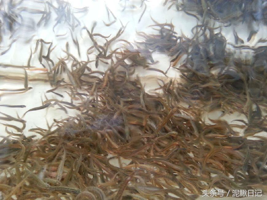 泥鳅养殖技术资料大全,泥鳅养殖新技术发展前景