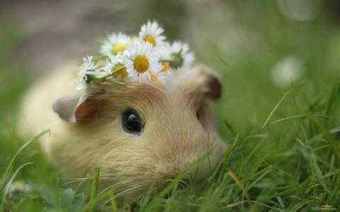 仓鼠的语言,小仓鼠生气和可爱的样子萌萌的