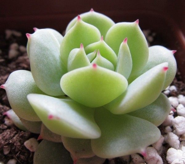 多肉植物烂根了怎么处理,多肉植物烂根怎么处理