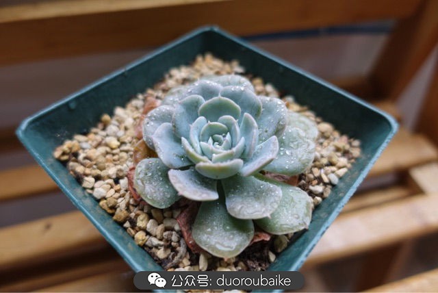 新手种植多肉植物教程,爱生活爱养花花卉绿植养护小知识