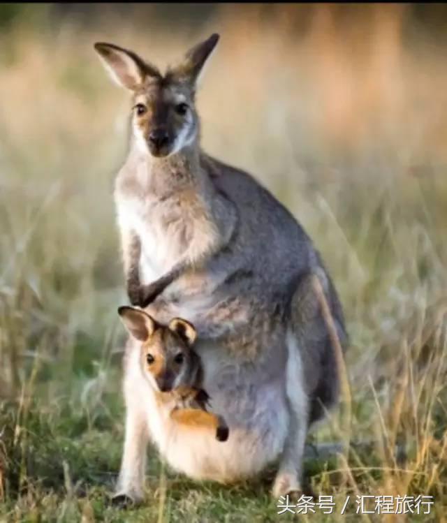 去澳大利亚可以去哪玩,去澳大利亚旅游必须去的地方