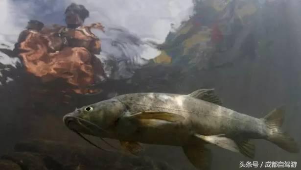 东川红土地距离元谋土林有多远,元谋土林东川红土地