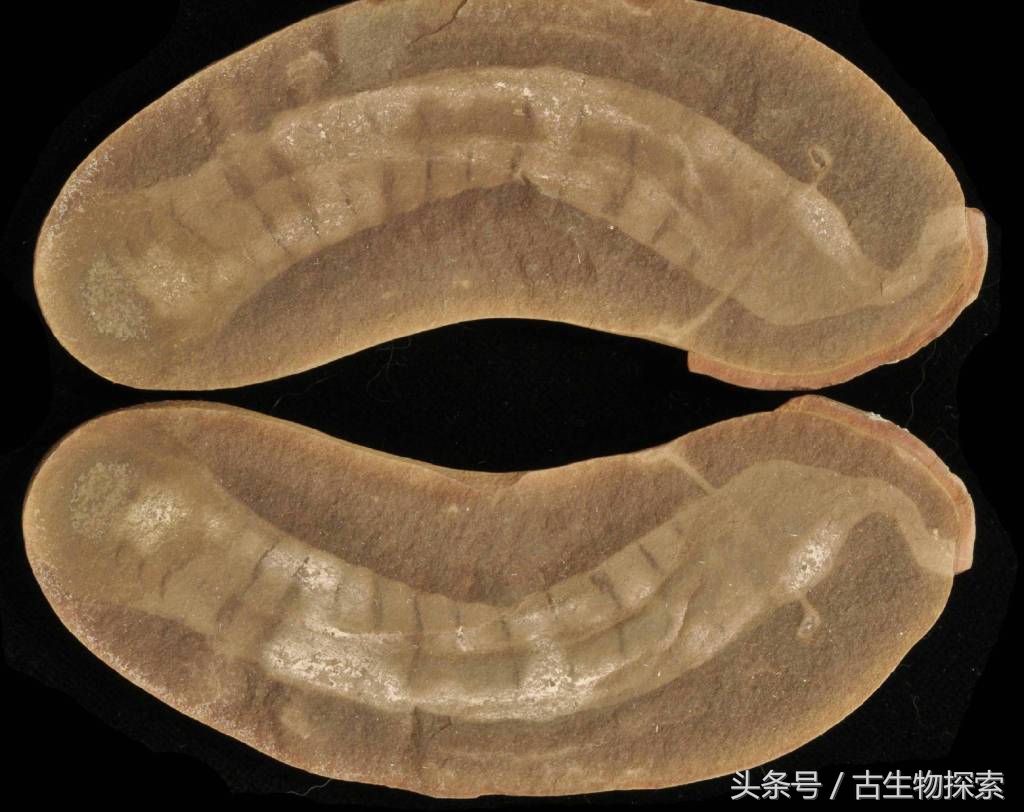 2021年神兽大全,1-8世代神兽盘点