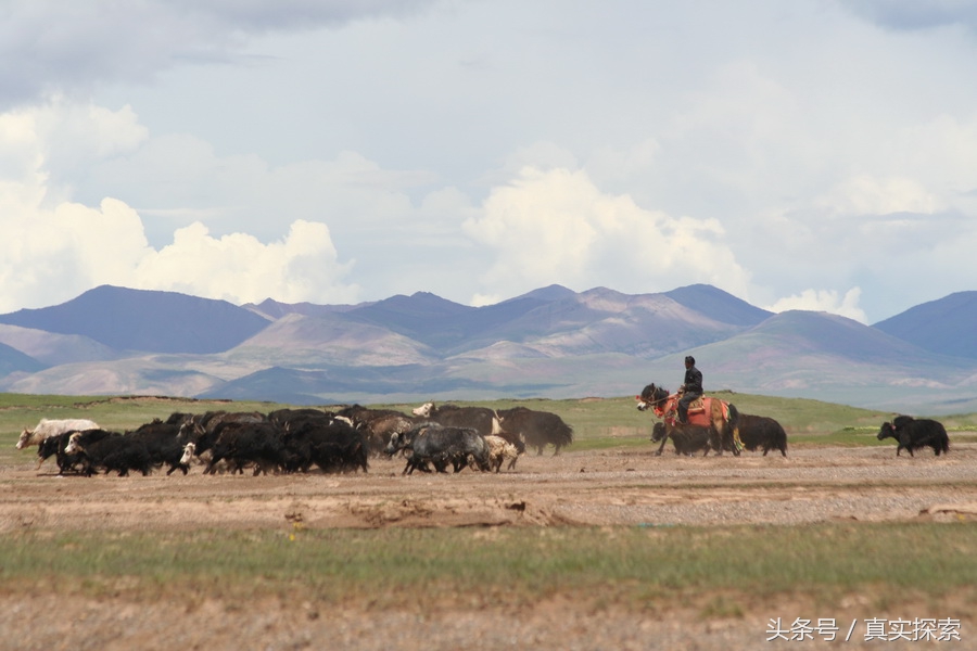 荒野求生秘籍完整版,荒野自救教程
