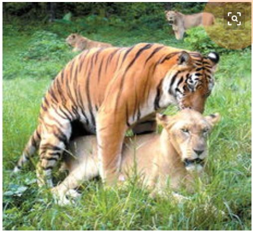 列举老虎无敌各种优点，狮子和熊都不是对手，不服来辩