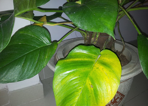 绿萝为什么养着养着叶子就发黄了,绿萝叶子发黄怎么能让它旺盛起来