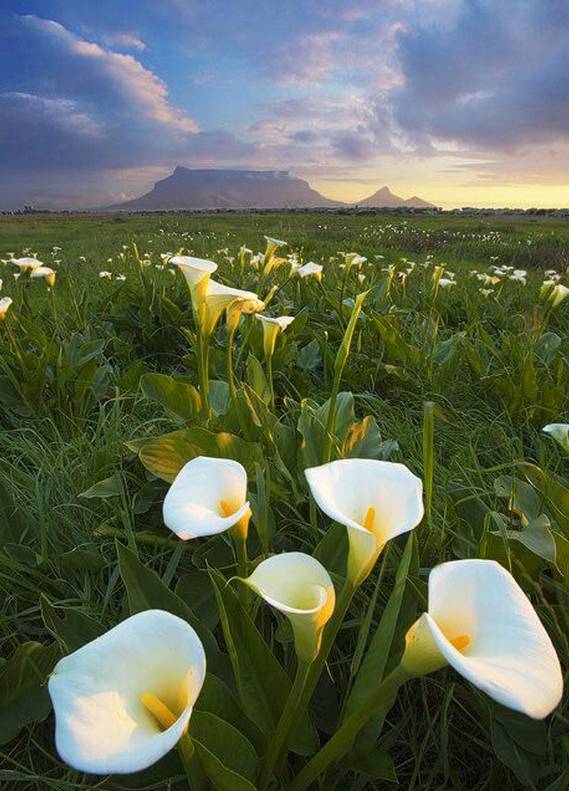 涓浗鍥借姳澶ц祻鍥剧墖,鍥借姳澶ц祻浜氭床鍥剧墖