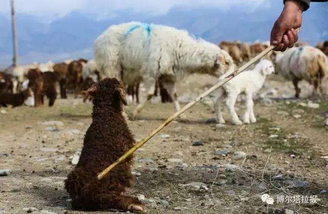 影像记忆资料,影像记忆与群体历史