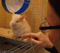 龙猫为什么那么贵呢?