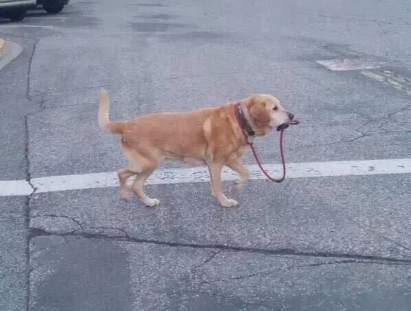 二次元女友拯救技术宅