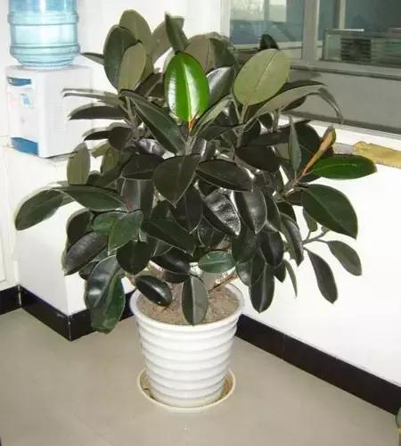 年宵花的危害,毒花观赏植物