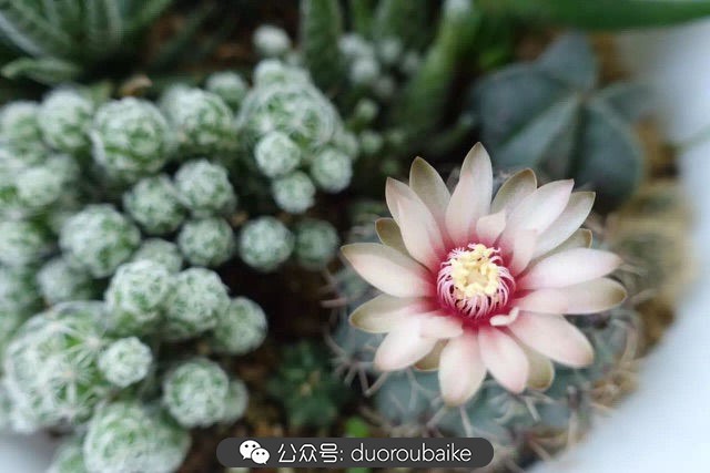 爱生活爱养花花卉绿植养护小知识,爱生活爱养花多肉植物养护小技巧