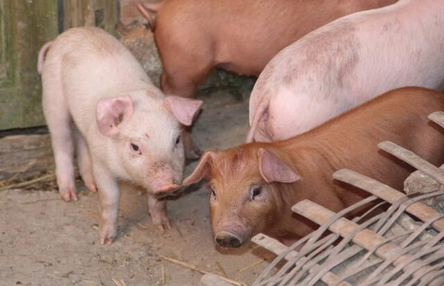 真的！公猪和母猪配种其实没有那么简单