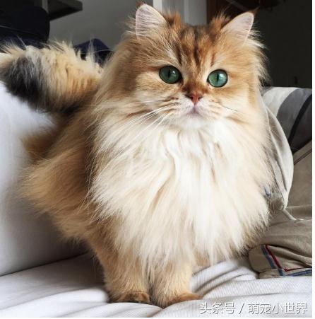 十大高颜值猫照片,唯一一张最可爱猫咪图片