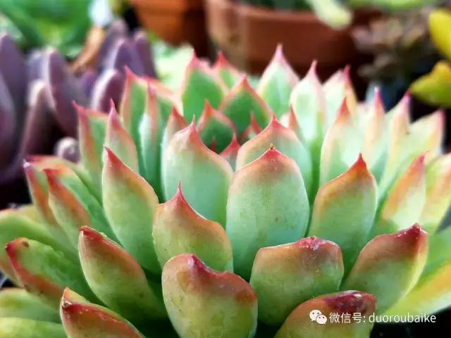 养多肉人发的朋友圈,养肉者们分享的多肉视频